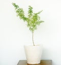 Prosopis cineraria tree in a pot Royalty Free Stock Photo