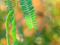 Prosopis Juliflora Royalty Free Stock Photo