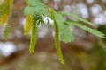 Prosopis juliflora tree flowering with leaves Royalty Free Stock Photo