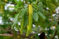 Prosopis juliflora tree flowering with leaves Royalty Free Stock Photo