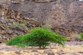 Prosopis juliflora tree flowering with leaves Royalty Free Stock Photo