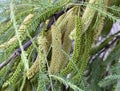 Prosopis, or mimosa, or mesquito (lat. Prosopis Royalty Free Stock Photo