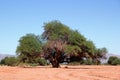 Prosopis tree Royalty Free Stock Photo