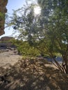 Prosopis velutina, commonly known as velvet mesquite, Oman Royalty Free Stock Photo