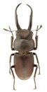 Prosopocoilus gracilis