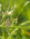 Prosotas butterfly with colourful bokeh background Royalty Free Stock Photo