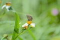 Prosotas gathering honey are flying on the Xianfeng grass. Royalty Free Stock Photo