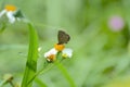 Prosotas gathering honey are flying on the Xianfeng grass. Royalty Free Stock Photo