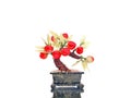 Prosperity Charm Cherry