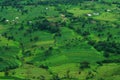 Prosperous green Indian landscape