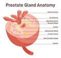 Prostate gland structure. Male internal reproductive system organ Royalty Free Stock Photo