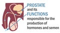 The prostate and its functions. Infographics. Anatomy of the prostate. Royalty Free Stock Photo