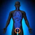 Prostate - Male anatomy of human organs - x-ray view Royalty Free Stock Photo