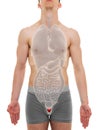 Prostate Male - Internal Organs Anatomy - 3D illustration Royalty Free Stock Photo