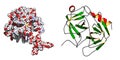 Prostate-specific antigen (PSA, gamma-seminoprotein , kallikrein-3, KLK3) prostate cancer marker protein