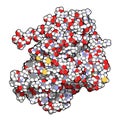 Prostatic acid phosphatase PAP protein. Biomarker of prostate cancer.