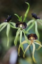 Prosthechea cochleata, the clamshell orchid or cockleshell orchid Royalty Free Stock Photo