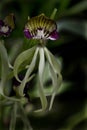 Prosthechea cochleata