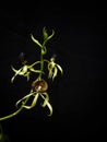 Prosthechea cochleata, the national flower of Belize, where it is known as the black orchid