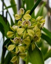 Prosthechea radiata flowers (Syn Encyclia radiata). Royalty Free Stock Photo