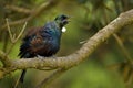 Prosthemadera novaeseelandiae - Tui endemic New Zealand forest bird sitting on the branch in the forest Royalty Free Stock Photo