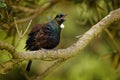 Prosthemadera novaeseelandiae - Tui endemic New Zealand forest bird sitting on the branch in the forest and singing Royalty Free Stock Photo