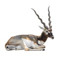 Prostrate blackbuck Royalty Free Stock Photo