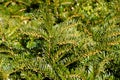 Prostrate Japanese Plum Yew perennial plant for ground cover