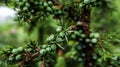 Prostrate juniper Juniperus communis branch close up macro