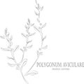Polygonum aviculare plant contour vector illustration