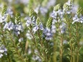 Prostrate speedwell or rock speedwell with pale blue flower, Veronica prostrata