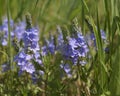 Prostrate speedwell or Rock speedwell - Veronica prostrata