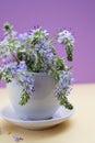 Prostrate Speedwells, Veronica flowers in small vase