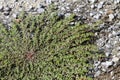 Prostrate Spurge or Prostrate Sandmat - Euphorbia prostrata - Low Growing Plant