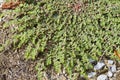 Prostrate Spurge or Prostrate Sandmat - Euphorbia prostrata - Low Growing Plant