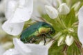 Protaetia aeruginosa, a golden and green bug between the white blossoms of phlox