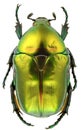 Protaetia affinis