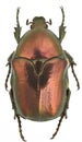 Protaetia angustata