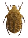 Protaetia culta, a flower beetle from Taiwan and Japan