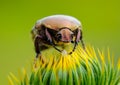 (Protaetia cuprea), large green beetle on a prickly flower Royalty Free Stock Photo