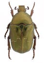 Protaetia fieberi, a rare flower beetle from Europe