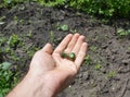 Protaetia Liocola marmorata green beetles on the gardenerÃ¢â¬â¢s hand in spring. Good garden insects