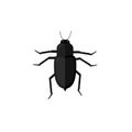 Protaetia May Bug Insect Design Flat