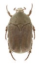 Protaetia morio