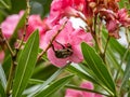Protaetia orientalis oriental chaffer beetle in pink flower 2