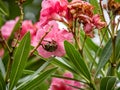 Protaetia orientalis oriental chaffer beetle in pink flower 1