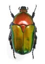 Protaetia (Potosia) cuprea ignicollis