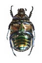 Protaetia (Potosia) cuprea ignicollis (underside)