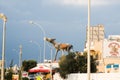 Protaras. Donkey on Roof of One of Restaurant in Protaras on Cyprus Royalty Free Stock Photo