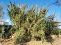 Thickets of high reeds growing on the sand on the shores of the Mediterranean Sea against the background of a blue cloudless sky